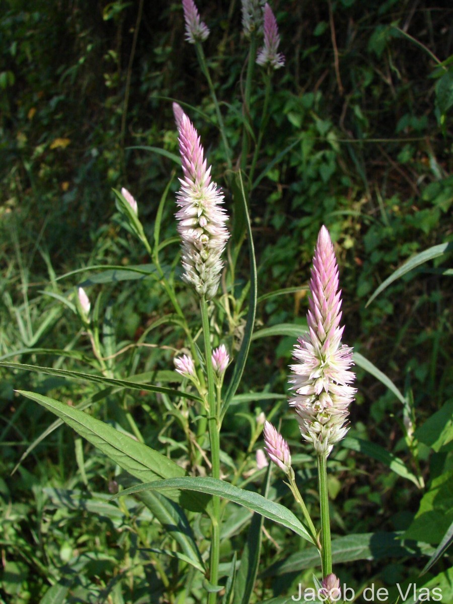 Celosia argentea L.